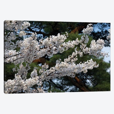 Cherry Blossom Flowers Against Pine Tree, Hiraizumi, Iwate Prefecture, Japan I Canvas Print #PIM14337} by Panoramic Images Canvas Wall Art