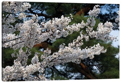 Cherry Blossom Flowers Against Pine Tree, Hiraizumi, Iwate Prefecture, Japan I Canvas Art Print - Cherry Tree Art