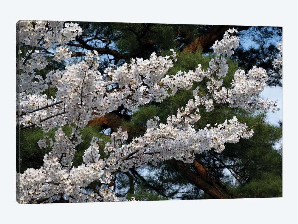 Cherry Blossom Flowers Against Pine Tree, Hiraizumi, Iwate Prefecture, Japan I by Panoramic Images 1-piece Canvas Art