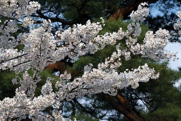 Cherry Trees: Cherry Blossom Flowers Against Pine Tree, Hiraizumi, Iwate Prefecture, Japan I by Panoramic Images