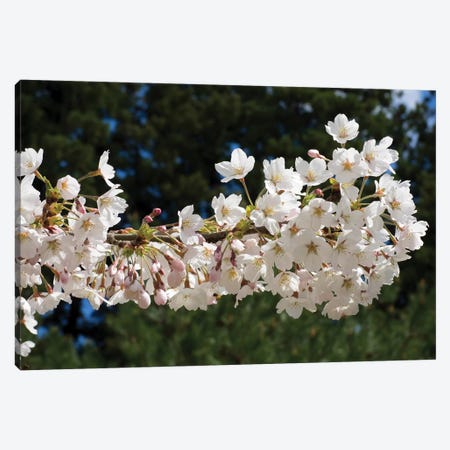 Cherry Blossom Flowers Against Pine Tree, Hiraizumi, Iwate Prefecture, Japan II Canvas Print #PIM14338} by Panoramic Images Canvas Art Print