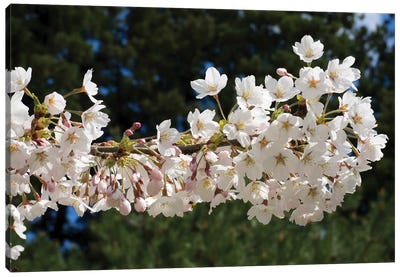 Cherry Blossom Flowers Against Pine Tree, Hiraizumi, Iwate Prefecture, Japan II Canvas Art Print - Cherry Tree Art
