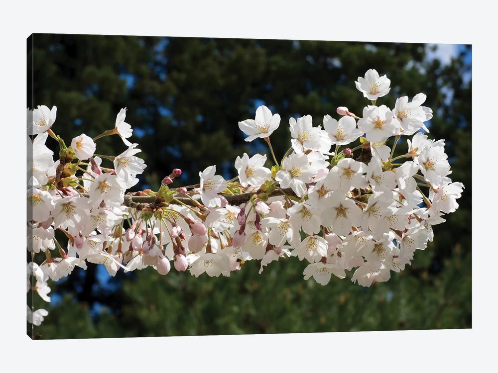 Cherry Blossom Flowers Against Pine Tree, Hiraizumi, Iwate Prefecture, Japan II by Panoramic Images 1-piece Canvas Art Print