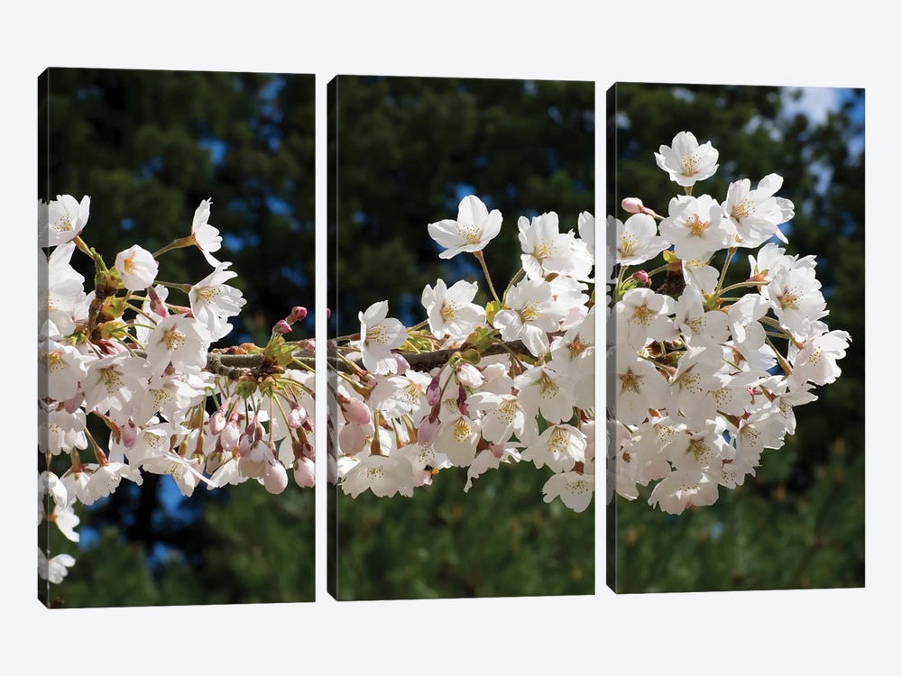 Cherry Blossom Flowers Against Pine Tree, Hiraizumi, Iwate Prefecture, Japan II by Panoramic Images 3-piece Canvas Art Print