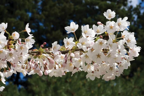 Cherry Trees: Cherry Blossom Flowers Against Pine Tree, Hiraizumi, Iwate Prefecture, Japan II by Panoramic Images