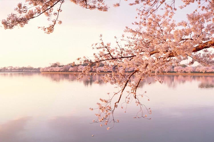 Cherry Blossoms At The Lakeside, Washington D.C., USA II