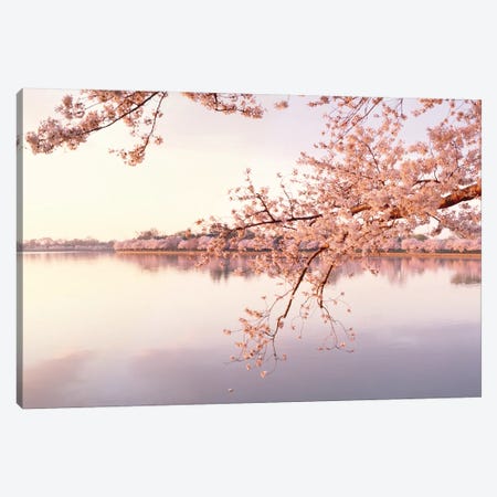 Cherry Blossoms At The Lakeside, Washington D.C., USA II Canvas Print #PIM14340} by Panoramic Images Canvas Art