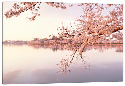 Cherry Blossoms At The Lakeside, Washington D.C., USA II Canvas Art Print - Cherry Blossom Art