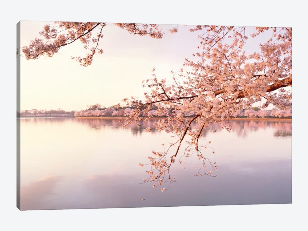 Cherry Blossoms At The Lakeside, Washington D.C., USA II by Panoramic Images 1-piece Canvas Wall Art