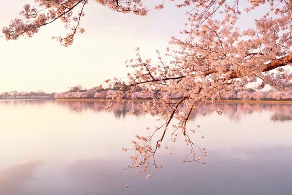 Japanese Décor: Cherry Blossoms At The Lakeside, Washington D.C., USA II by Panoramic Images