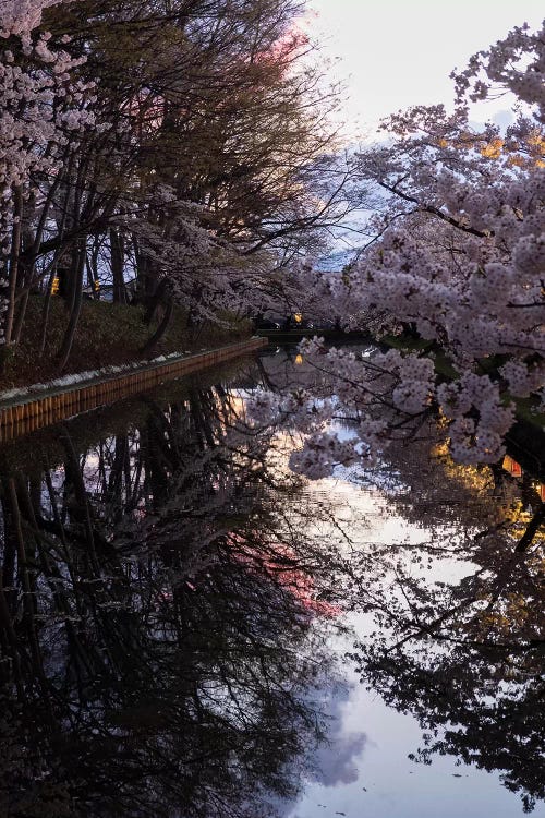 Cherry Blossoms Reflected In Outer Moat, Hirosaki Park, Hirosaki, Aomori Prefecture, Japan