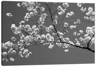 Cherry Blossoms Washington D.C. USA Canvas Art Print - Cherry Blossom Art