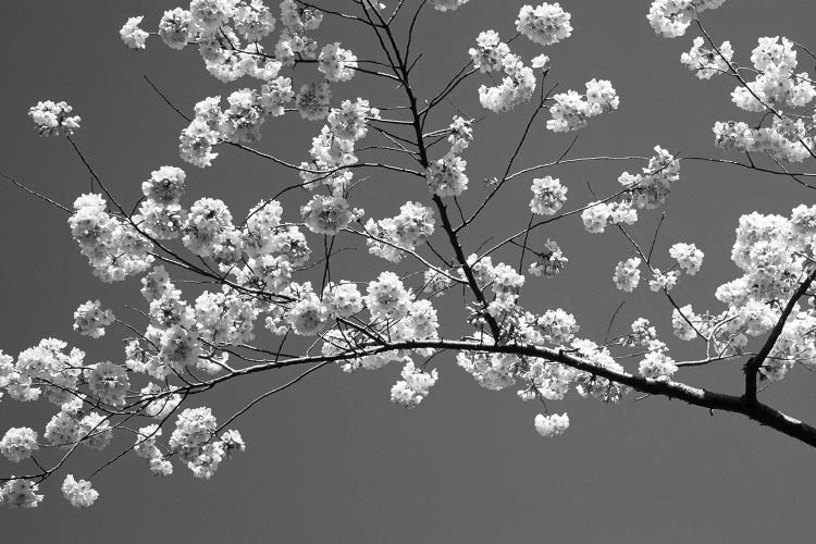 Cherry Blossoms Washington D.C. USA