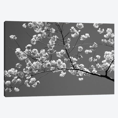 Cherry Blossoms Washington D.C. USA Canvas Print #PIM14342} by Panoramic Images Canvas Artwork
