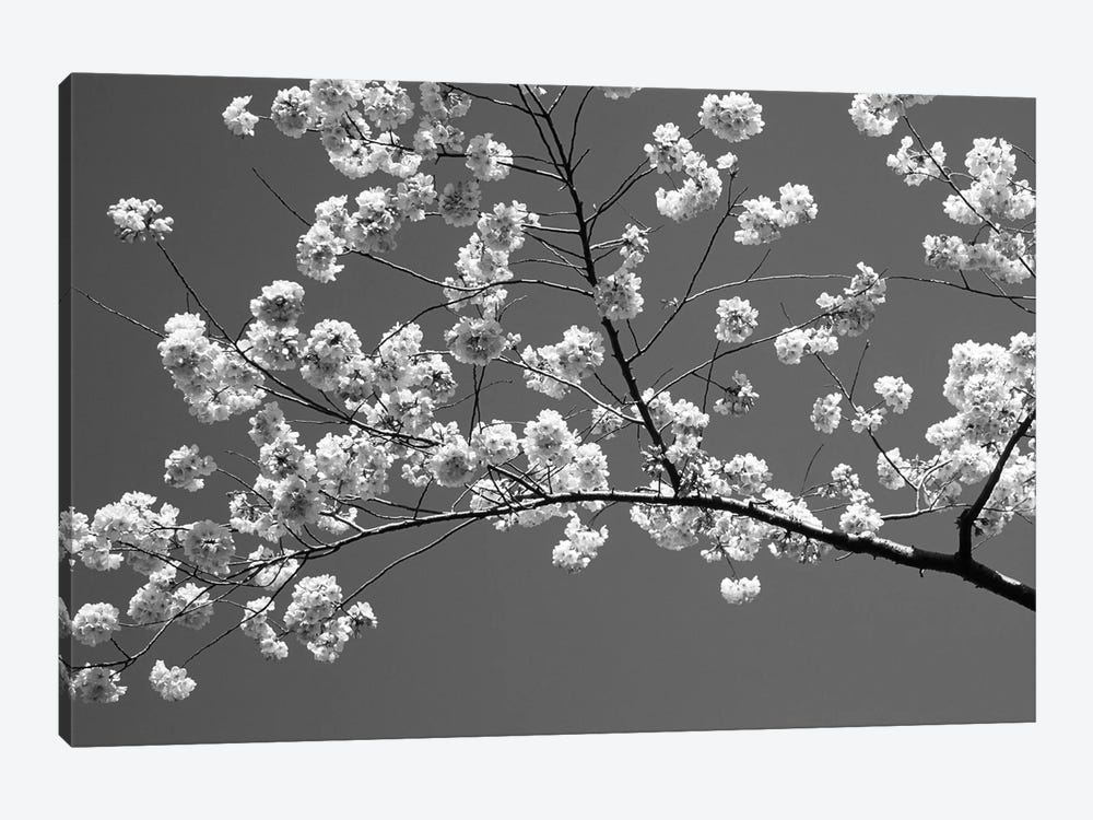 Cherry Blossoms Washington D.C. USA by Panoramic Images 1-piece Canvas Wall Art