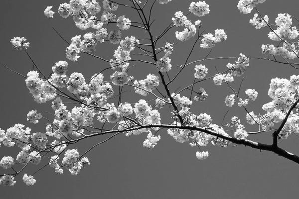 Cherry Trees: Cherry Blossoms Washington D.C. USA by Panoramic Images