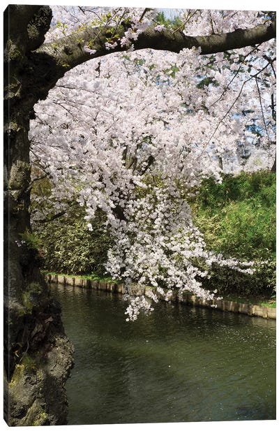 Cherry Trees And Blossoms Near Outer Moat Of Hirosaki Park, Hirosaki, Aomori Prefecture, Japan Canvas Art Print - Blossom Art
