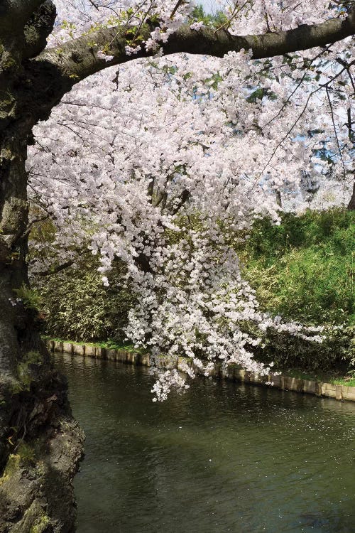 Cherry Trees And Blossoms Near Outer Moat Of Hirosaki Park, Hirosaki, Aomori Prefecture, Japan