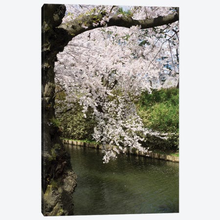 Cherry Trees And Blossoms Near Outer Moat Of Hirosaki Park, Hirosaki, Aomori Prefecture, Japan Canvas Print #PIM14343} by Panoramic Images Canvas Art
