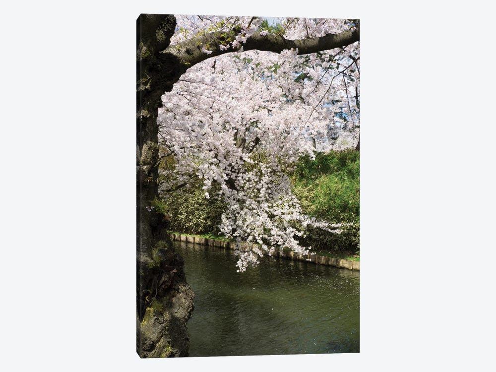 Cherry Trees And Blossoms Near Outer Moat Of Hirosaki Park, Hirosaki, Aomori Prefecture, Japan by Panoramic Images 1-piece Art Print
