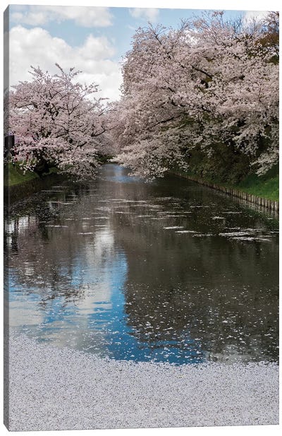Cherry Trees And Blossoms Reflected In Outer Moat Of Hirosaki Park, Hirosaki, Aomori Prefecture, Japan Canvas Art Print - Cherry Blossom Art