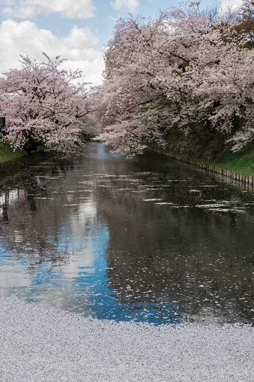 Cherry Trees And Blossoms Reflected In Outer Moat Of Hirosaki Park, Hirosaki, Aomori Prefecture, Japan