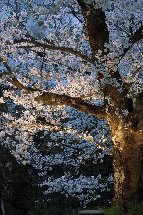 Cherry Trees Lit Up At Night, Hirosaki Park, Hirosaki, Aomori Prefecture, Japan