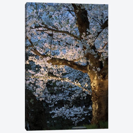 Cherry Trees Lit Up At Night, Hirosaki Park, Hirosaki, Aomori Prefecture, Japan Canvas Print #PIM14345} by Panoramic Images Art Print