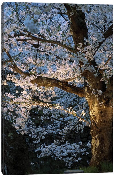 Cherry Trees Lit Up At Night, Hirosaki Park, Hirosaki, Aomori Prefecture, Japan Canvas Art Print - Cherry Blossom Art