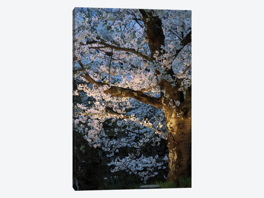 Cherry Trees Lit Up At Night, Hirosaki Park, Hirosaki, Aomori Prefecture, Japan by Panoramic Images 1-piece Canvas Art Print