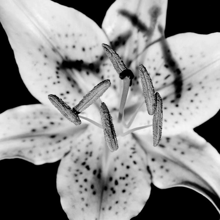 Close Up Of Lily Flower