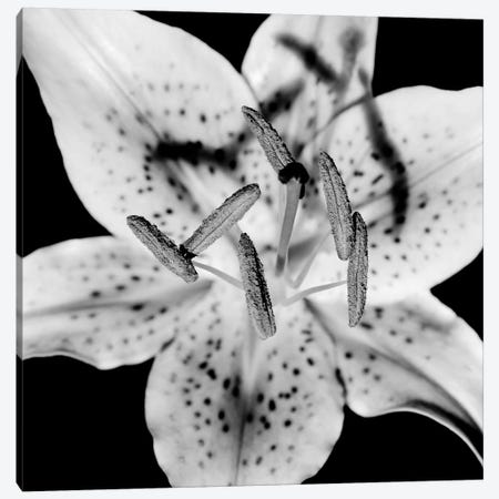 Close Up Of Lily Flower Canvas Print #PIM14351} by Panoramic Images Art Print