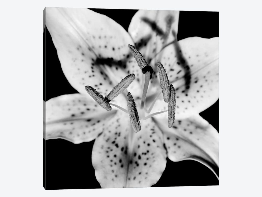 Close Up Of Lily Flower by Panoramic Images 1-piece Canvas Art