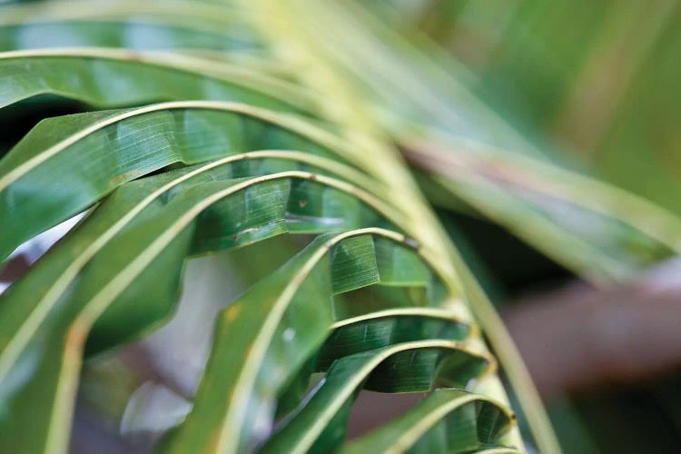 Close-Up Detail Of Plant, Culebra Island, Puerto Rico