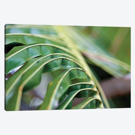 Close-Up Detail Of Plant, Culebra Island, Puerto Rico Canvas Print #PIM14354} by Panoramic Images Canvas Wall Art