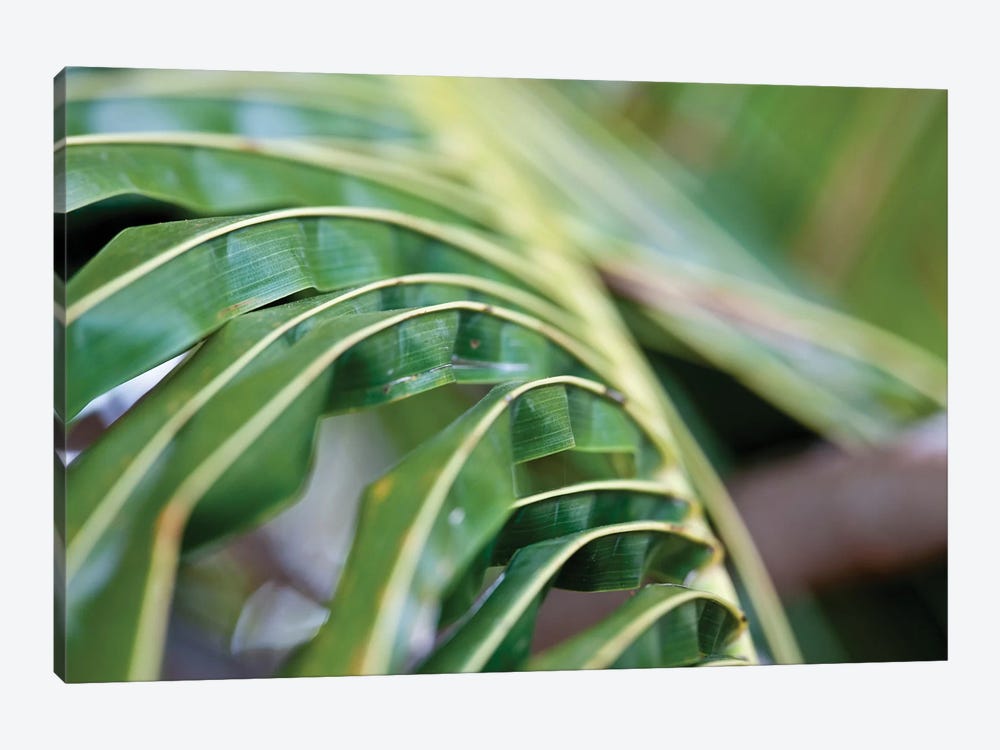 Close-Up Detail Of Plant, Culebra Island, Puerto Rico by Panoramic Images 1-piece Canvas Print