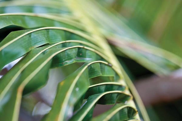 Close-Up Detail Of Plant, Culebra Island, Puerto Rico