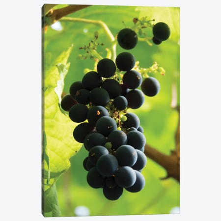 Close-Up Of A Bunch Of Grapes Hanging On Vine, Reykjavik, Iceland Canvas Print #PIM14355} by Panoramic Images Canvas Art