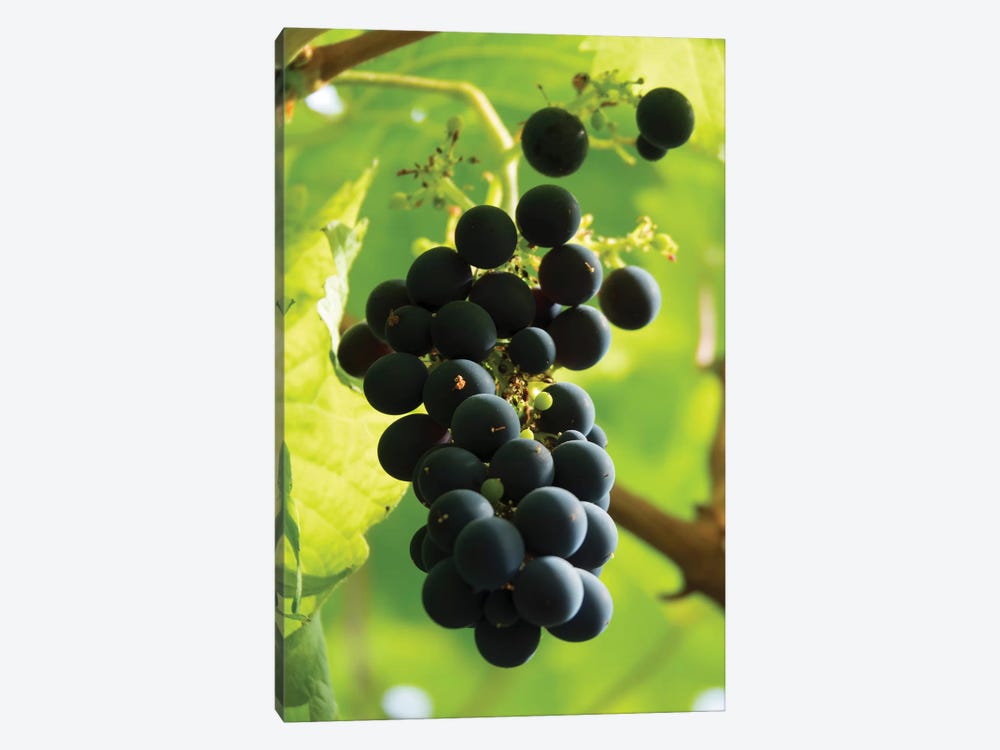 Close-Up Of A Bunch Of Grapes Hanging On Vine, Reykjavik, Iceland by Panoramic Images 1-piece Canvas Artwork