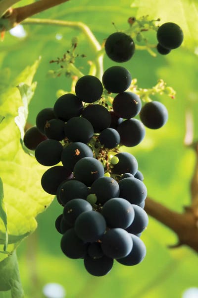 Reykjavik: Close-Up Of A Bunch Of Grapes Hanging On Vine, Reykjavik, Iceland by Panoramic Images