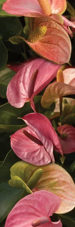 Close-Up Of Anthurium Plant by Panoramic Images wall art