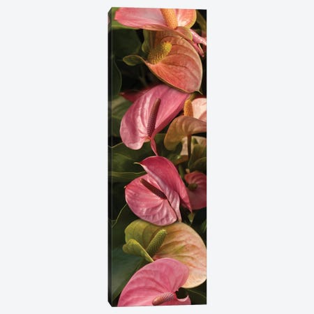 Close-Up Of Anthurium Plant Canvas Print #PIM14356} by Panoramic Images Canvas Wall Art