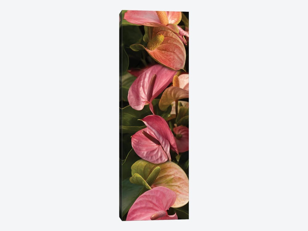 Close-Up Of Anthurium Plant by Panoramic Images 1-piece Canvas Print