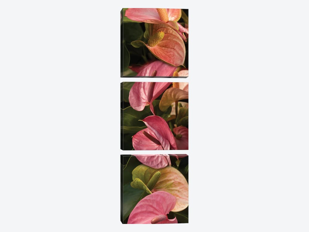 Close-Up Of Anthurium Plant by Panoramic Images 3-piece Canvas Print