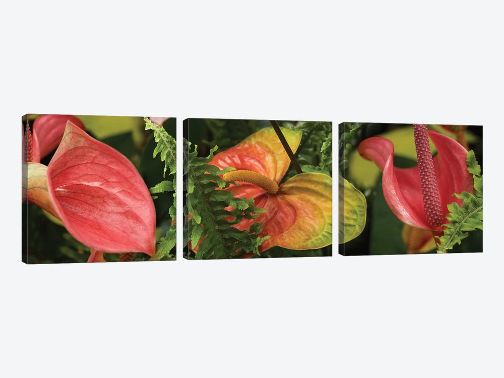 Close-Up Of Anthurium Plant And Fern Leaves by Panoramic Images 3-piece Canvas Artwork