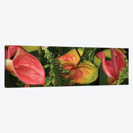 Close-Up Of Anthurium Plant And Fern Leaves Canvas Print #PIM14357} by Panoramic Images Canvas Artwork