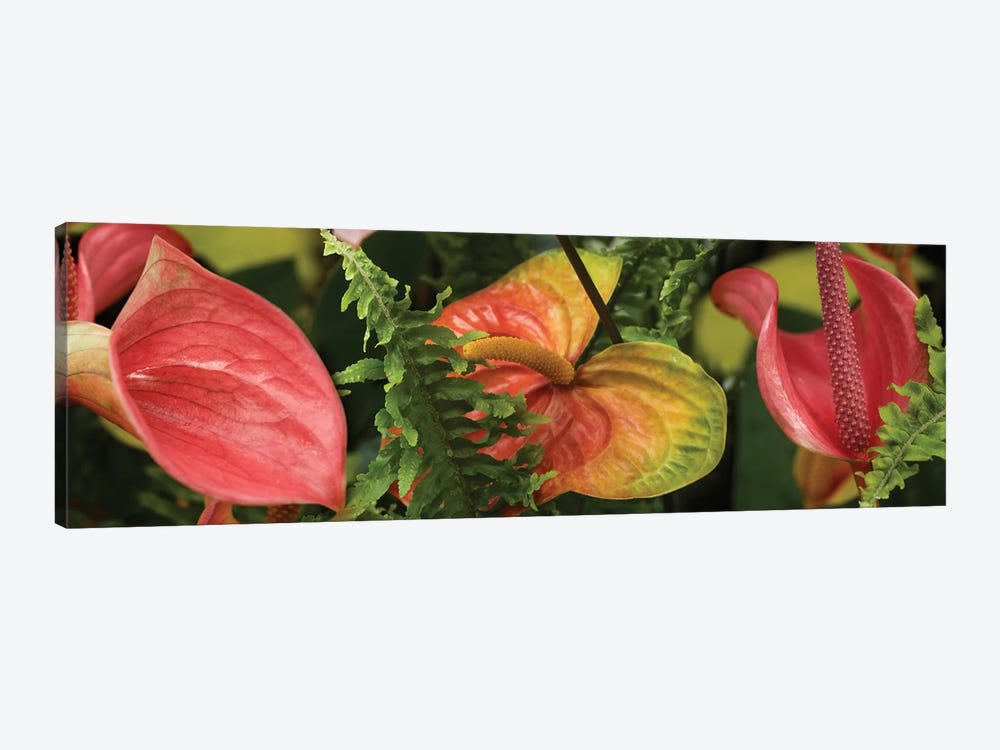 Close-Up Of Anthurium Plant And Fern Leaves by Panoramic Images 1-piece Canvas Wall Art