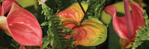 Close-Up Of Anthurium Plant And Fern Leaves