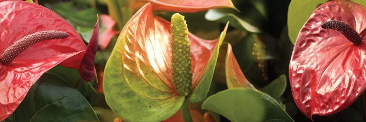 Close-Up Of Anthurium Plant I