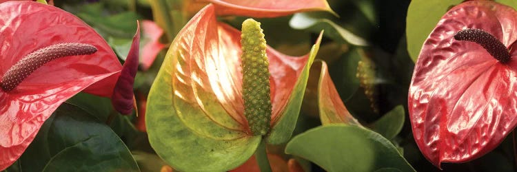 Close-Up Of Anthurium Plant I by Panoramic Images wall art